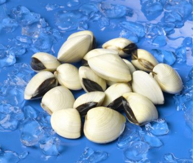 Almeja blanca del Pacífico 40-60 piezas/kg (6 bolsas de 1 kg)