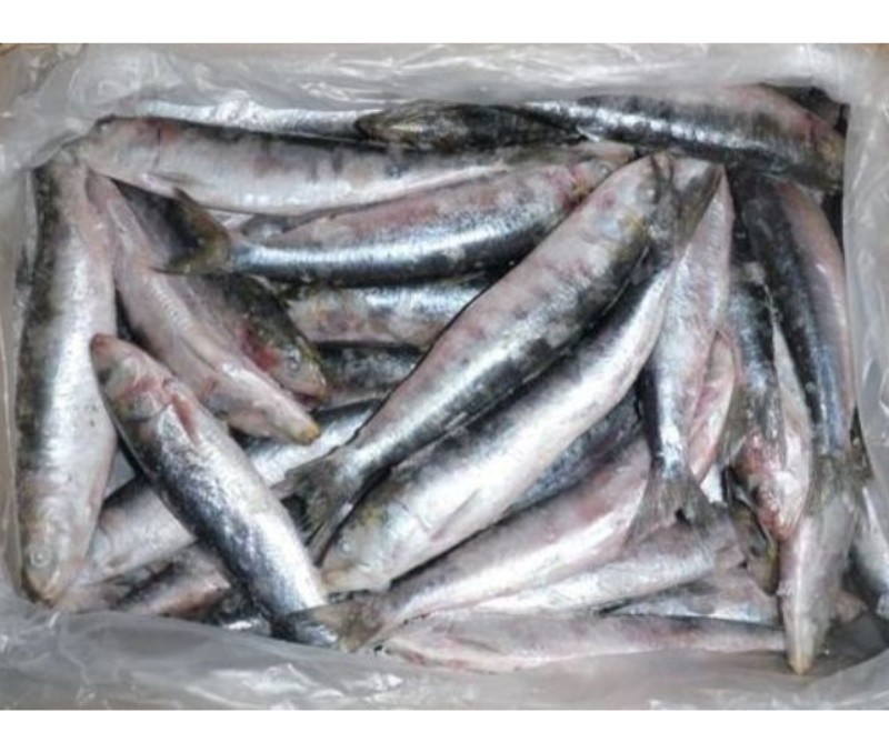 SARDINA ENTERA