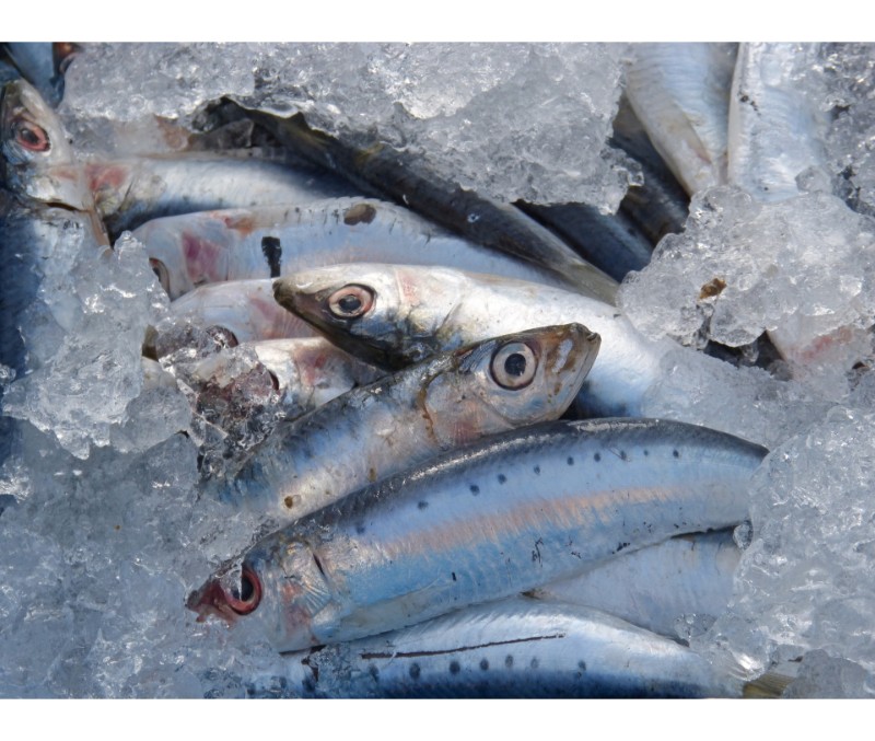 SARDINA ENTERA
