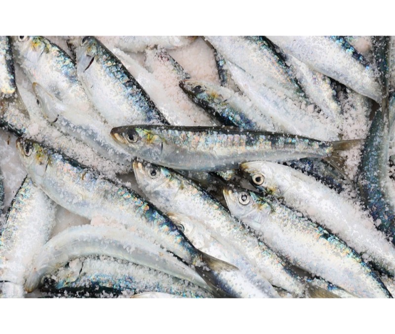 SARDINA ENTERA