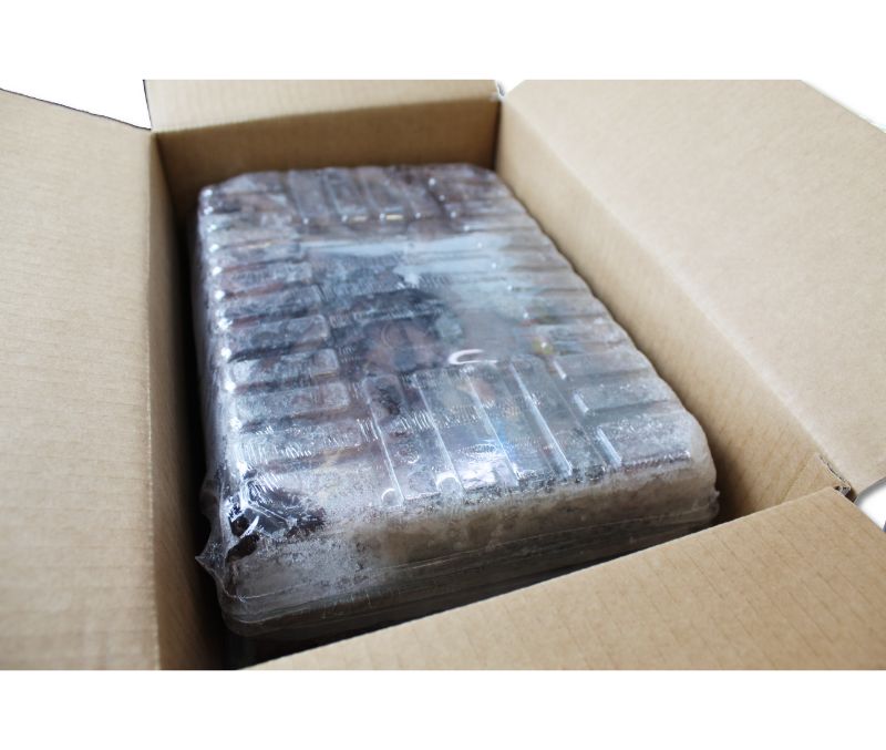 Pulpo Rey Roca Negro con cabeza Nº1 (Pieza de 2-3 kg)