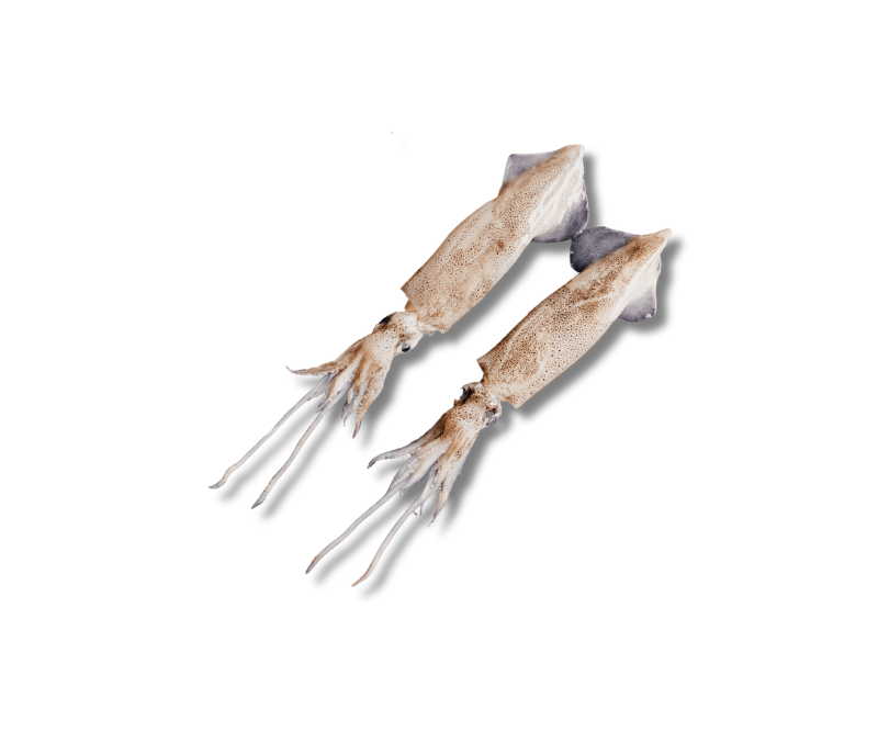 Calamar patagónico limpio con piel 10% (6  unidades de 1 kg)