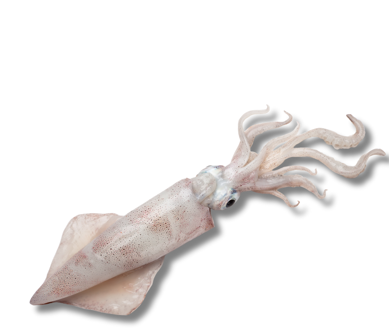 Calamar marruecos M 36-31cm 1x10kg