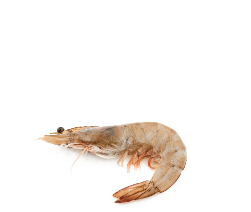 Langostino vannamei entero congelado 80/100 10x2kg