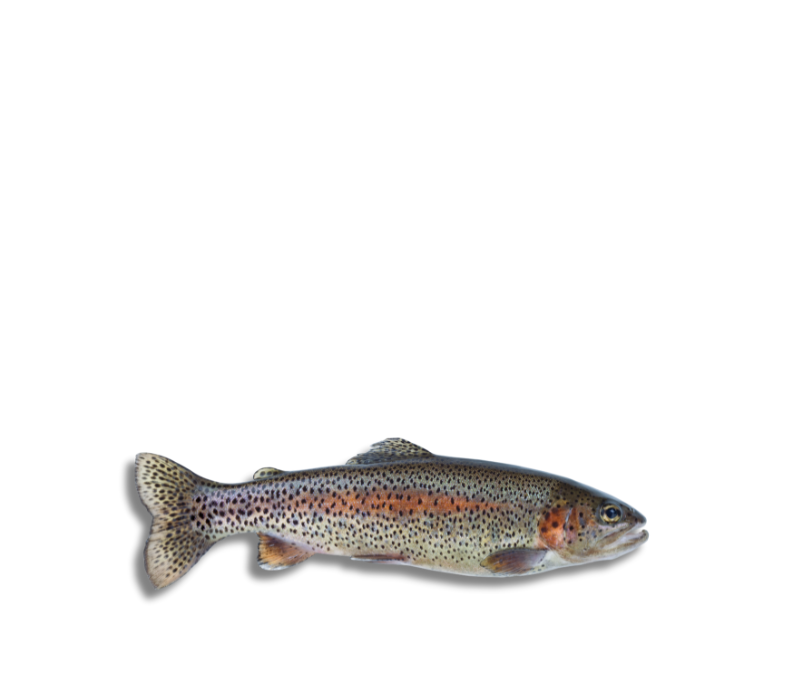 Trucha arco iris EVIS HG 150/450 15% (Caja de 5 kg)