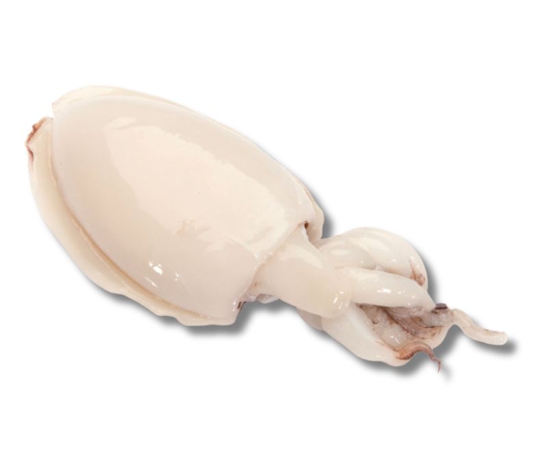 Sepia eviscerada c/p ultracoongelada (1 caja de 5 kg)
