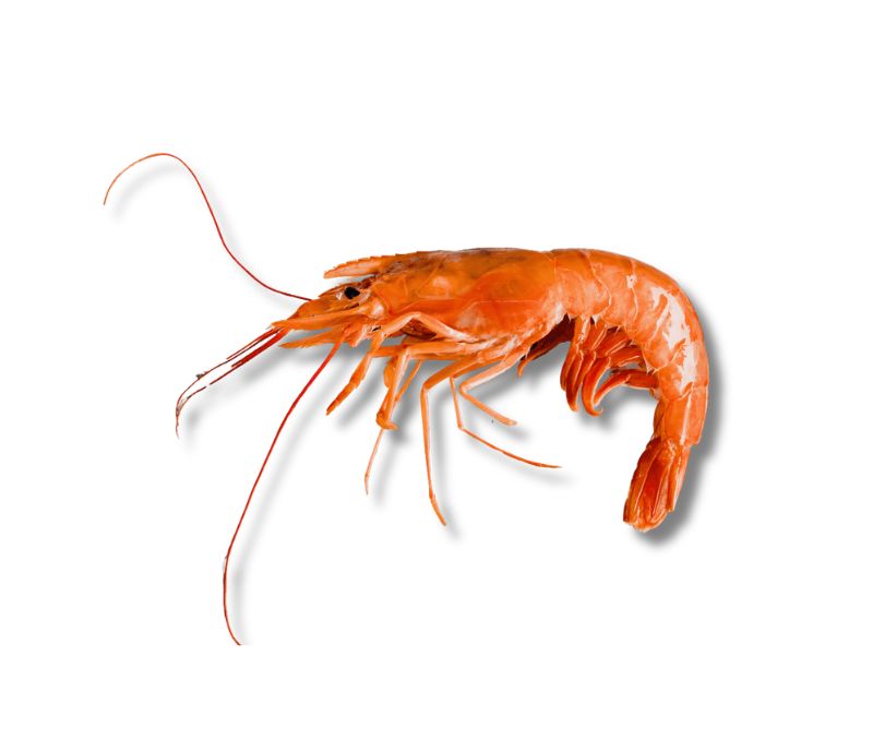 Gambón-lang- austral C 10-20 P/kg (1 estuche de 2 kg)