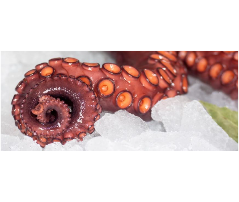 Pata de pulpo cocida en su jugo 170-200 (1 caja de 4 kg aprox.)