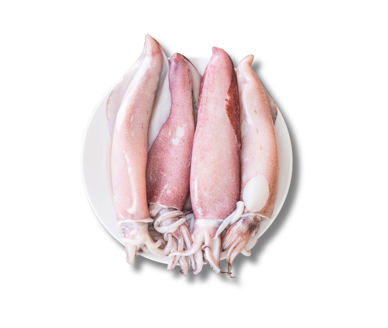 Pota gallega 14-19 cm IQF (1 caja de 6 kg)
