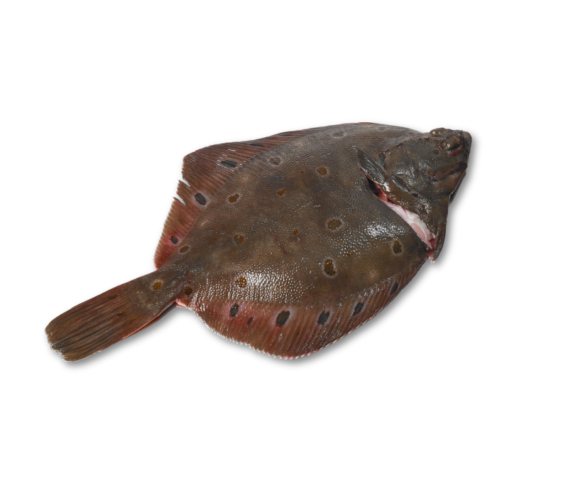 Solla entera eviscerada 400-600 g/pieza 10% (1 caja de 11kg)