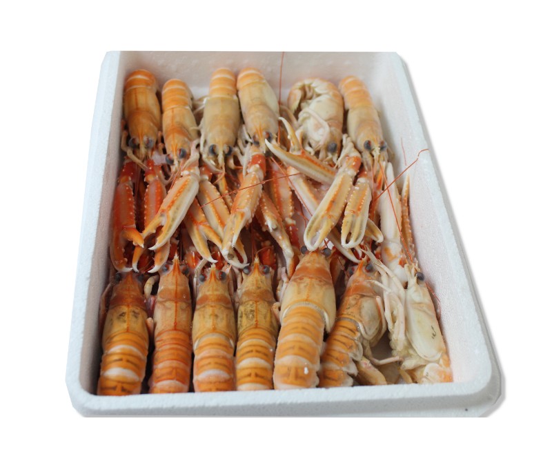 Cigala nº2 16 - 20 piezas/kg (1 caja de 1,5 kg)