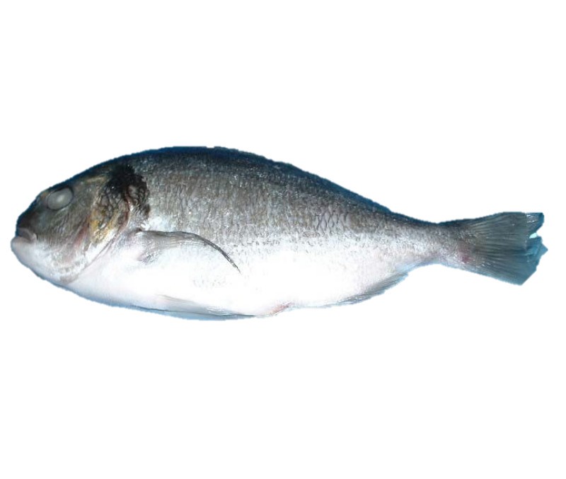 Dorada abierta 10% (1 caja de 5 kg)