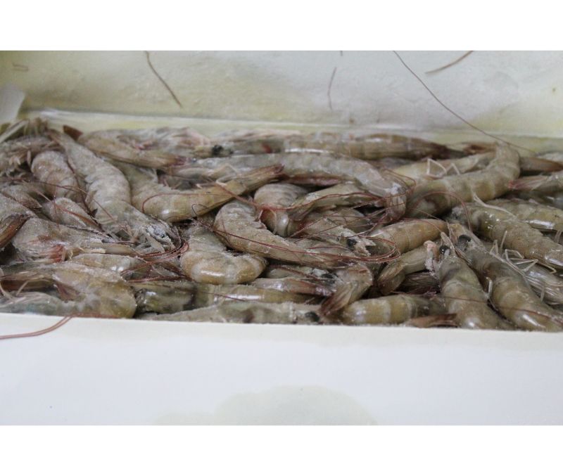 Langostino vannamei Cuba 80-100 piezas/kg (1 estuche de 2 kg)